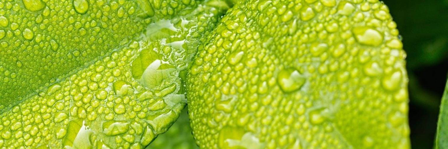 FI-leaf-1001679_1920